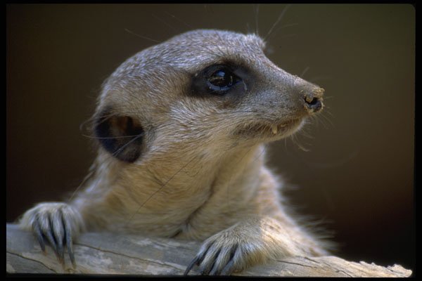 471046 Lemur A4 Photo Print