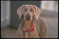 471047 Dog A4 Photo Print