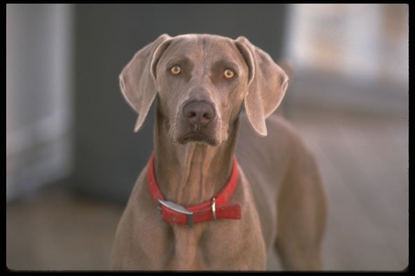 471047 Dog A4 Photo Print