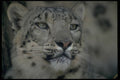 471048 Snow Leopard A4 Photo Print