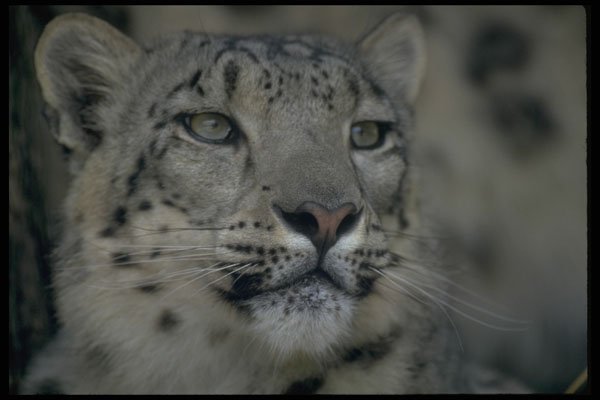471048 Snow Leopard A4 Photo Print