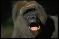 471049 Gorilla A4 Photo Print