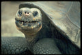 471050 Galapagos Tortoise A4 Photo Print