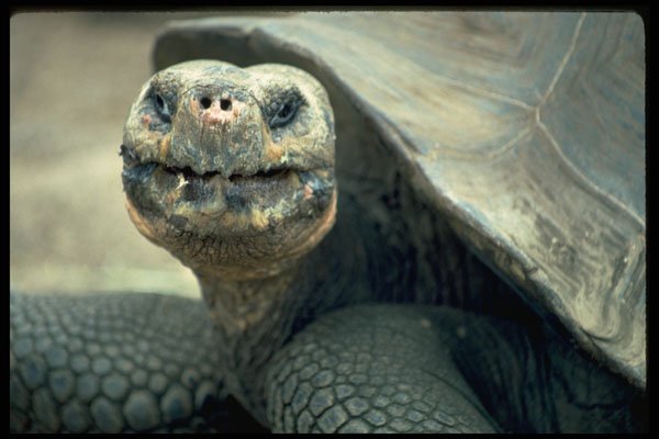 471050 Galapagos Tortoise A4 Photo Print