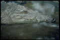 471051 Looking For A Meal A4 Photo Print