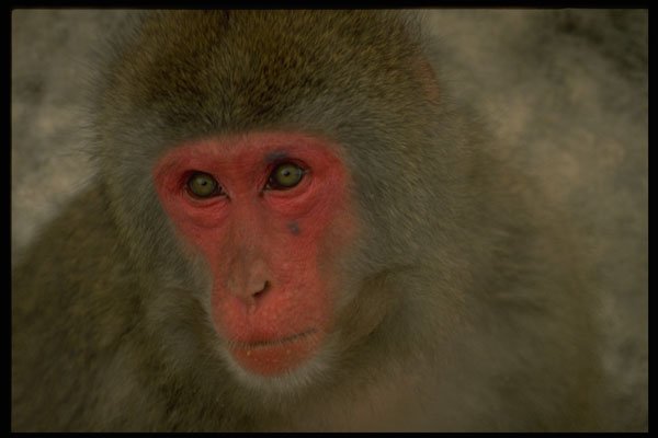 471052 Monkey Face A4 Photo Print