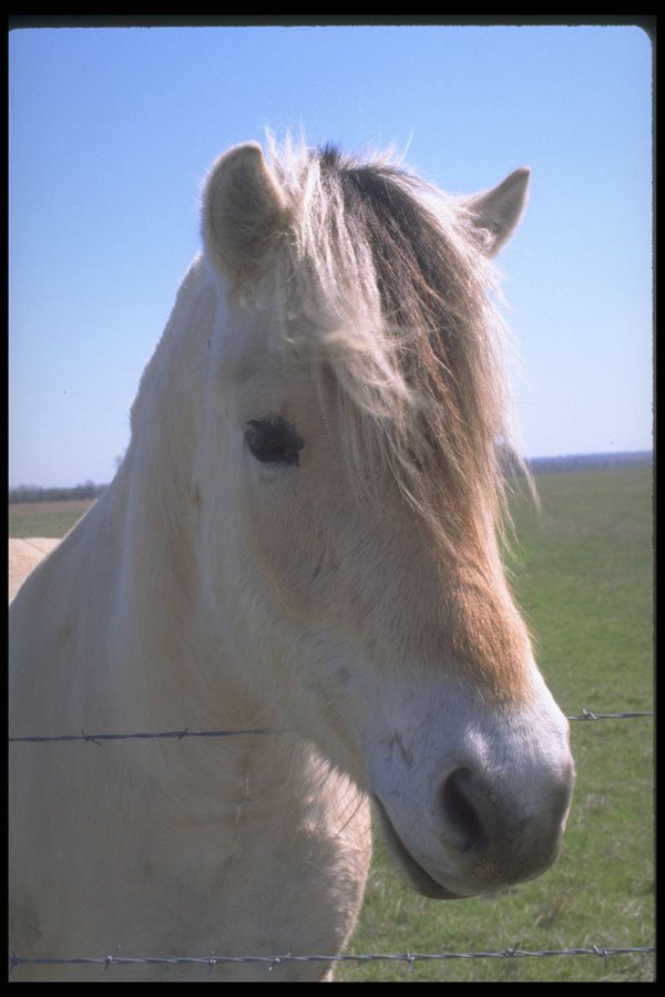 471053 Horse Face A4 Photo Print