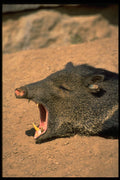 471054 Peccary A4 Photo Print
