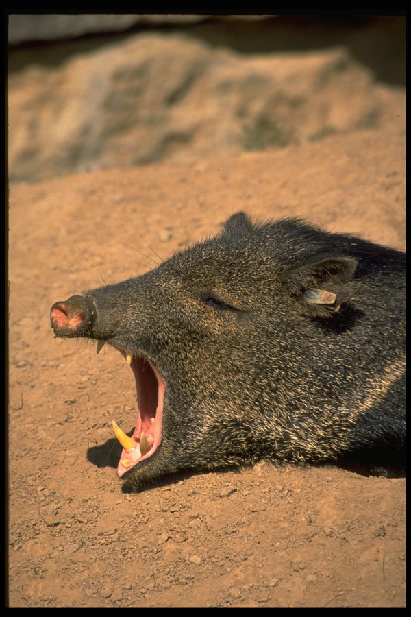 471054 Peccary A4 Photo Print