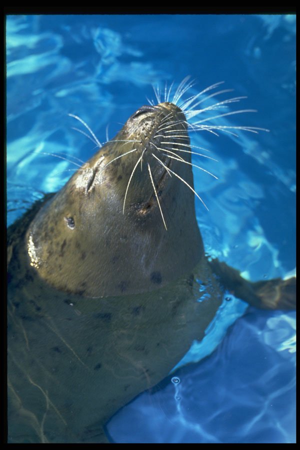 471055 Harbor Seal A4 Photo Print