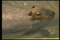 471056 Capybara Swimming A4 Photo Print