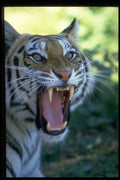 471057 Siberian Tiger Roaring A4 Photo Print