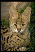 471058 Serual Cub A4 Photo Print