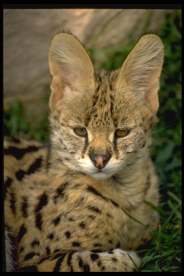 471058 Serual Cub A4 Photo Print