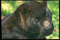 471059 Leopard black Phase A4 Photo Print