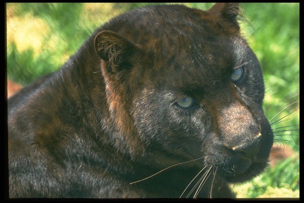 471059 Leopard black Phase A4 Photo Print