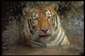 471060 Tiger A4 Photo Print