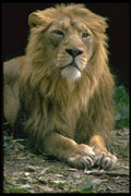 471061 Lion A4 Photo Print