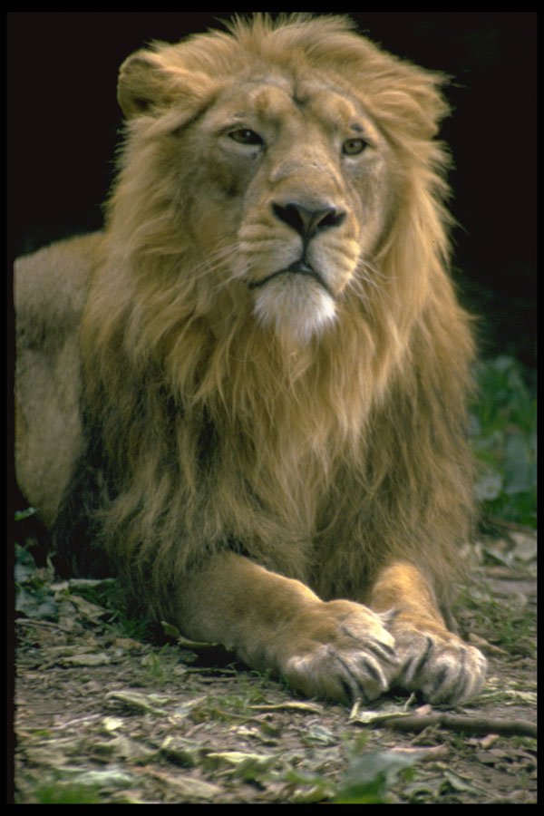 471061 Lion A4 Photo Print
