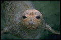 471062 Seal A4 Photo Print