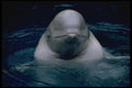 471063 Dolphin A4 Photo Print