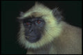 471064 Black faced Monkey A4 Photo Print