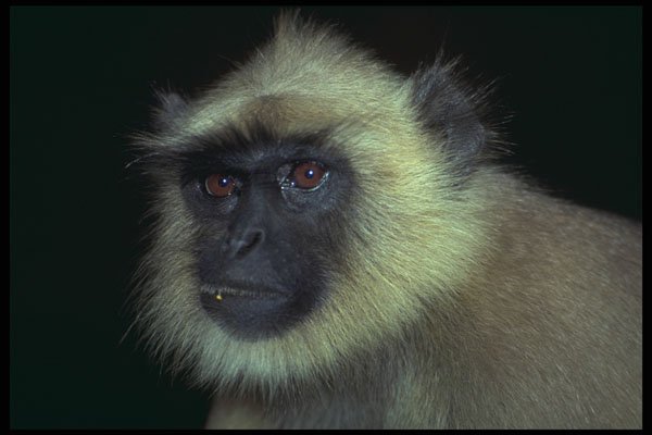 471064 Black faced Monkey A4 Photo Print
