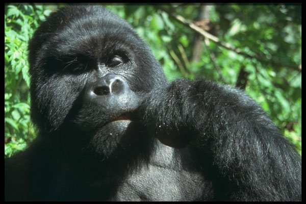 471065 Silverback Male Gorilla A4 Photo Print