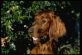 471066 Red Setter A4 Photo Print