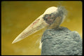 471067 Marabou Stork A4 Photo Print