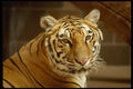 471068 Bengal Tiger A4 Photo Print