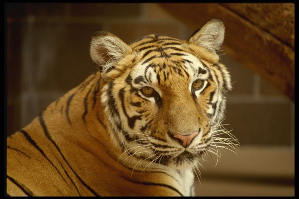 471068 Bengal Tiger A4 Photo Print