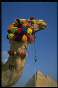 471069 Camel A4 Photo Print