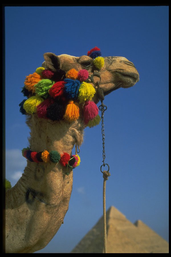 471069 Camel A4 Photo Print