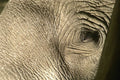 471070 Elephant Eye A4 Photo Print