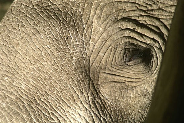 471070 Elephant Eye A4 Photo Print