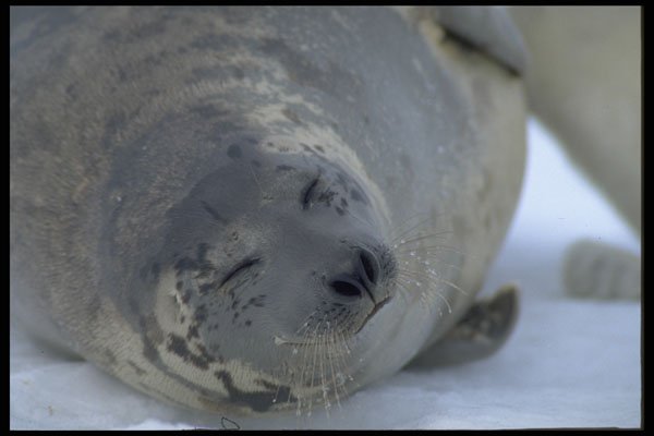 471071 Harp Seal Pup A4 Photo Print