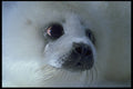 471072 Harp Seal Pup A4 Photo Print