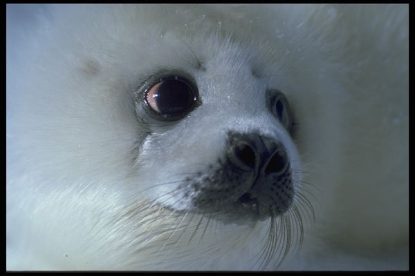 471072 Harp Seal Pup A4 Photo Print