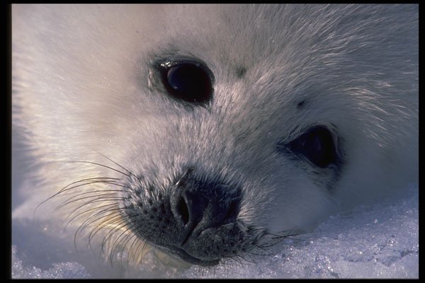471073 Harp Seal Pup A4 Photo Print