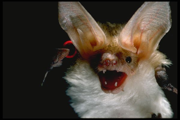 471074 Bat A4 Photo Print