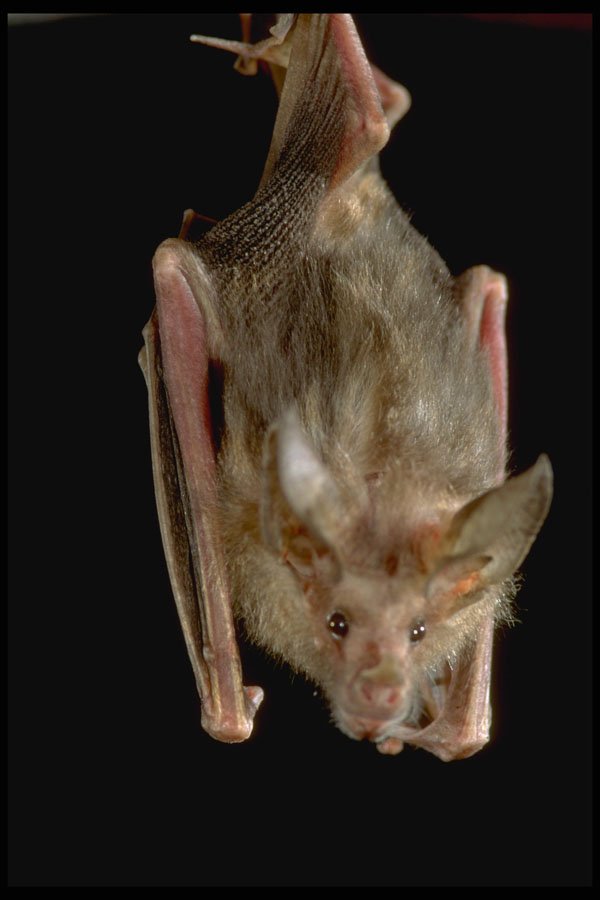 471075 Bat A4 Photo Print