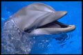 471076 Dolphin A4 Photo Print
