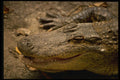 471077 Alligator A4 Photo Print