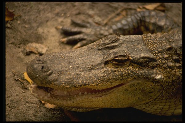 471077 Alligator A4 Photo Print