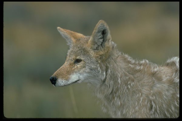 471078 Coyote A4 Photo Print