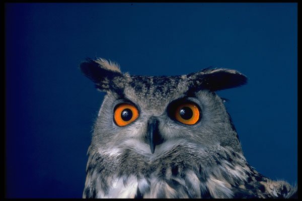 471079 Head Of Eagle Owl A4 Photo Print