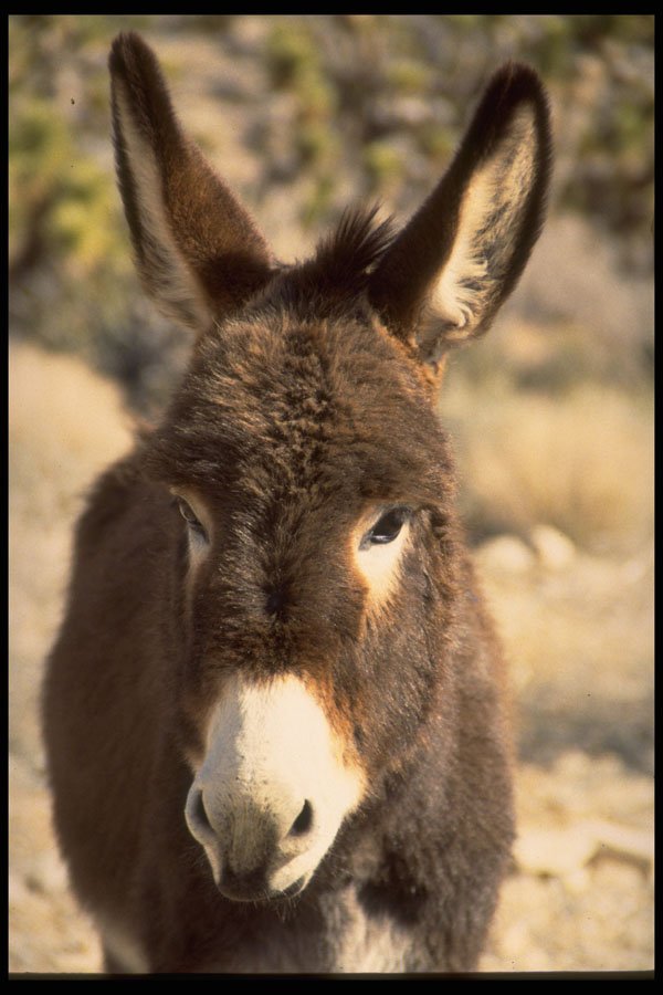 471080 Male Burro A4 Photo Print