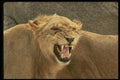 471081 Lioness A4 Photo Print