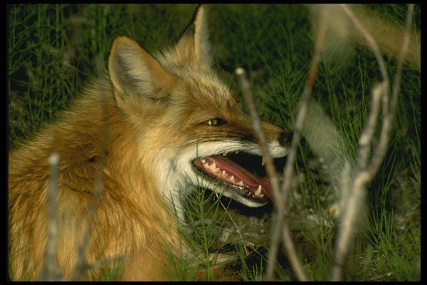 471082 Red Fox A4 Photo Print